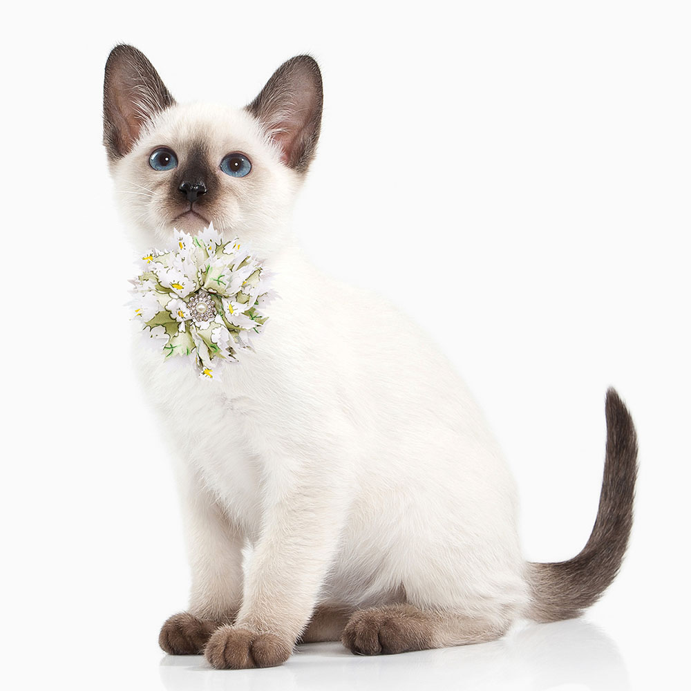 10/20 buah kerah dasi kupu-kup - Pet Supplies Co ulasan dan harga